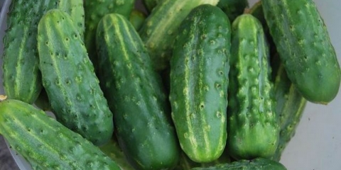 Dalekoistočni krastavac